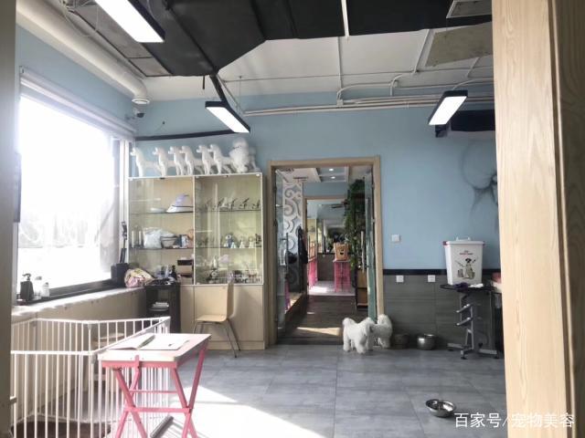 新手开宠物店需要注意什么
