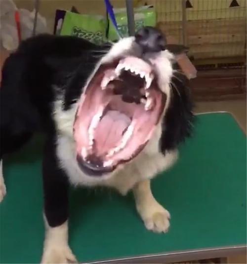 怎么训练狗狗咆哮