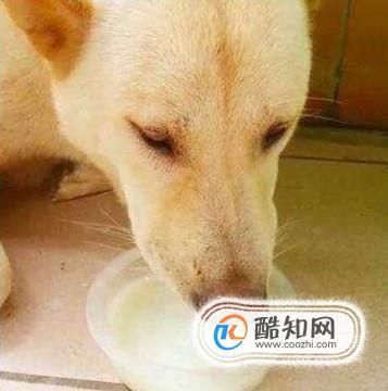 小狗喝水呕吐应该吃什么药