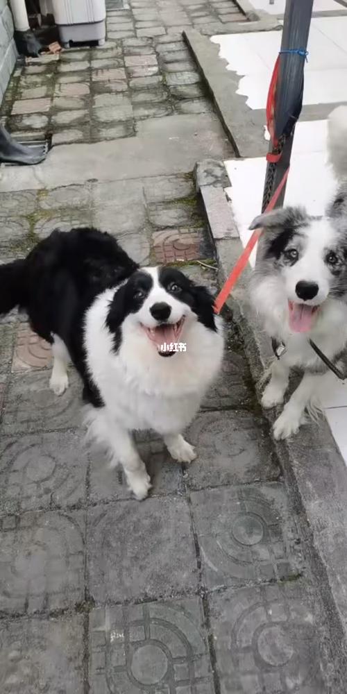 边牧狗什么价格