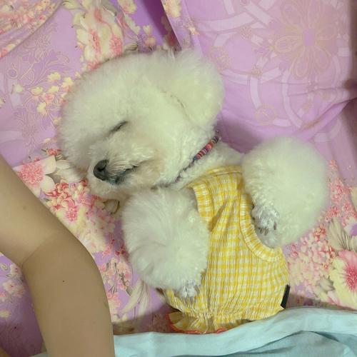 狗狗什么情况会熟睡