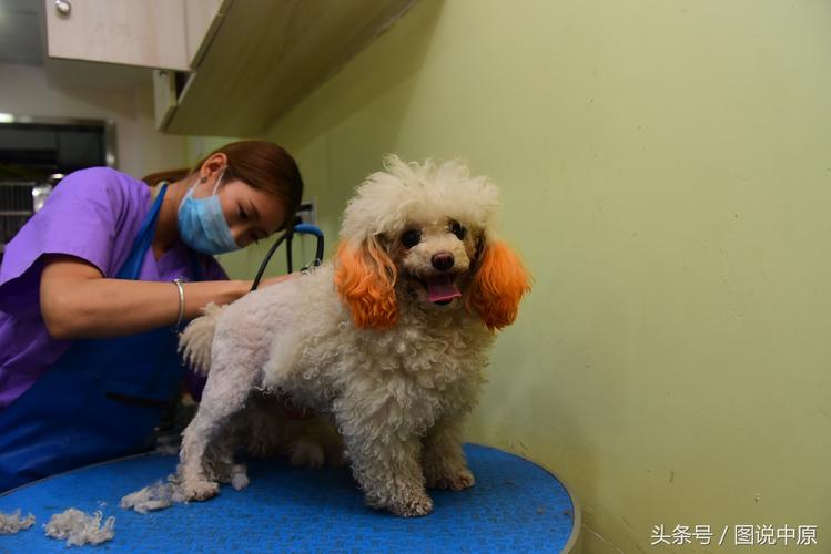 什么人适合宠物美容师