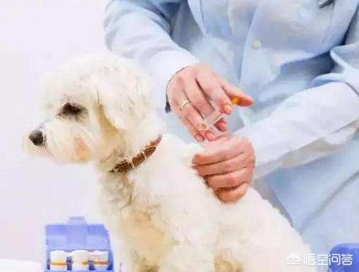 狗狗的什么病传染给人