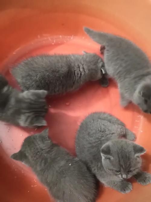 英短两个月猫咪怎么喂