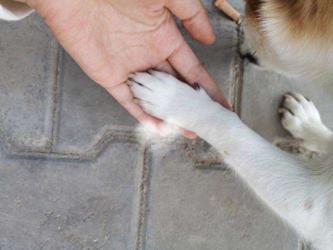 狗狗扑脚为什么