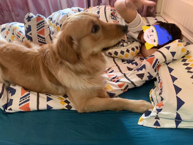 怎么制止狗狗爬床