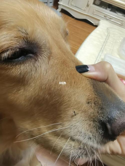 狗狗怕蚊子怎么办