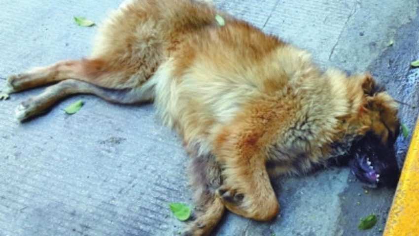 狗狗快死有什么症状