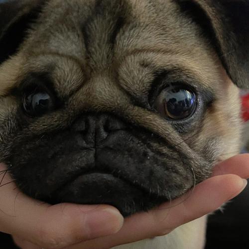 巴哥幼犬可以吃什么