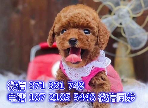 买宠物什么网比较好
