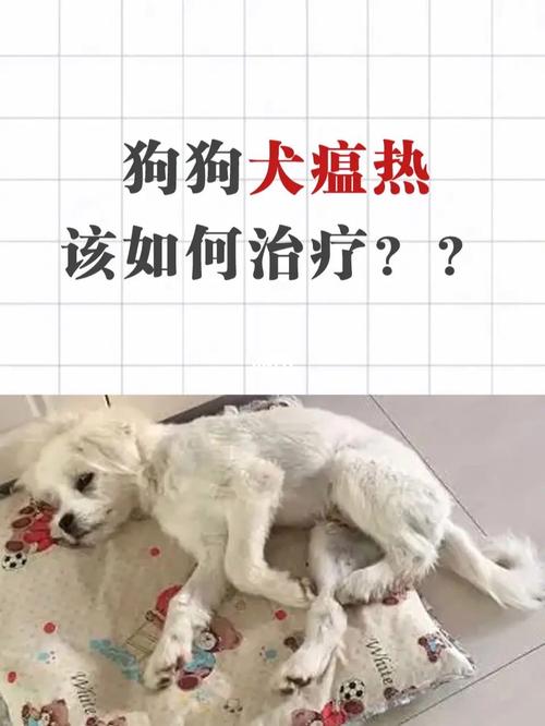 狗狗犬瘟热感冒怎么办