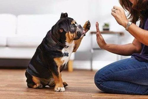 怎么教狗狗不叫