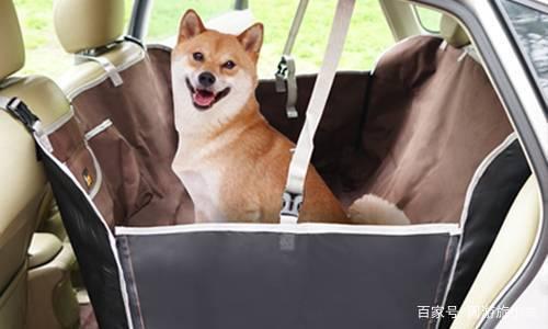什么交通可以带宠物