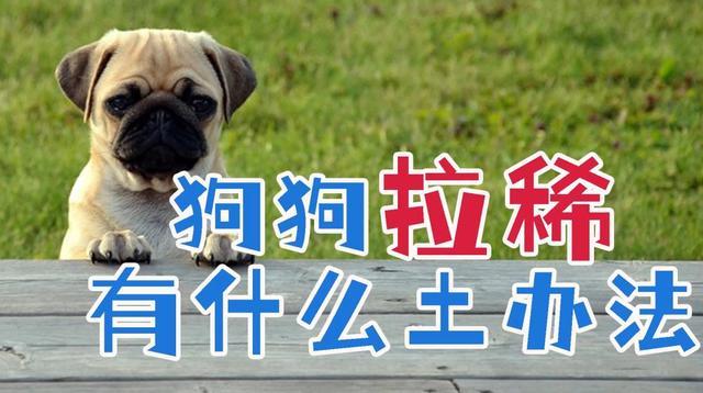 狗狗三天没拉屎吃什么