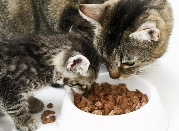 猫咪拉稀应该吃什么