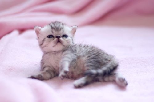 猫咪什么时候有奶