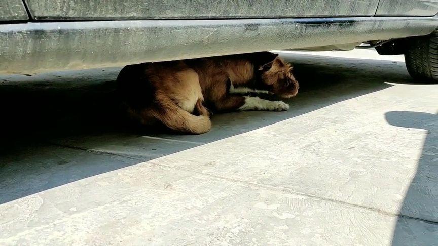 狗狗什么时候知道躲车