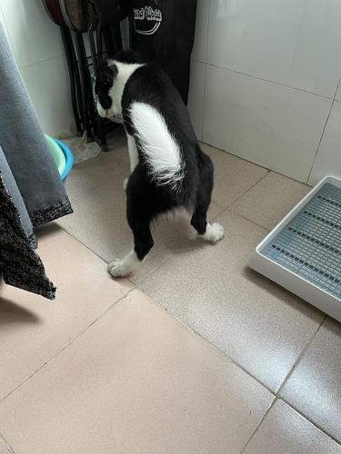 狗狗chd是什么症状