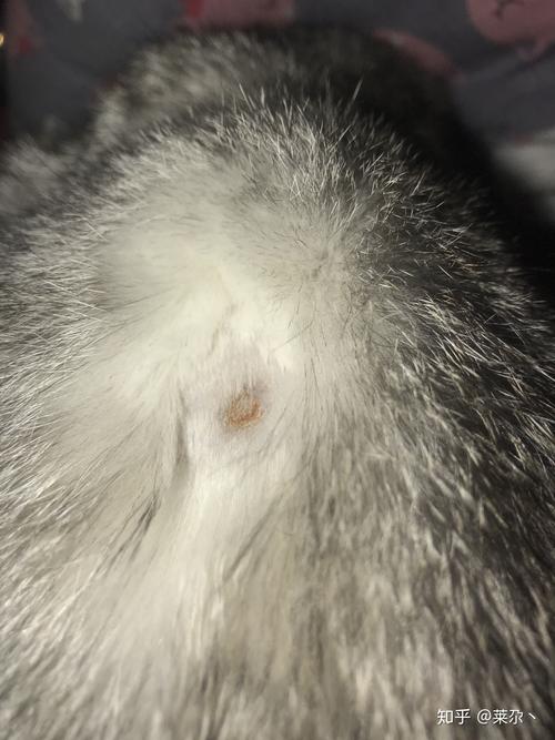 猫咪皮肤病怎么引起的
