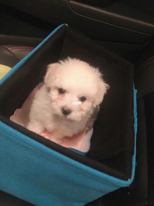 比熊2个多月打什么疫苗