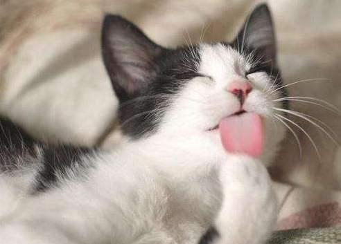 猫咪猫毛吃多了怎么办