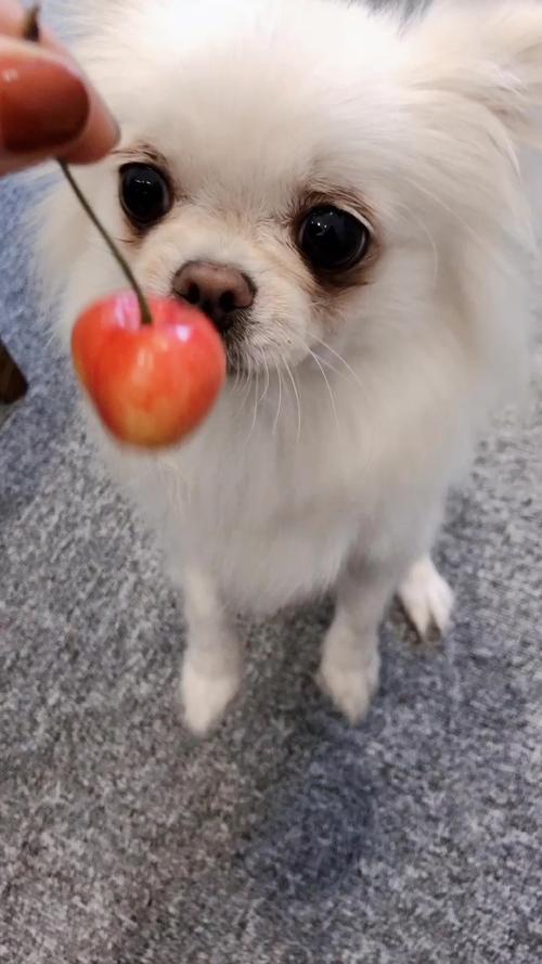 狗狗吃过樱桃呕吐怎么办