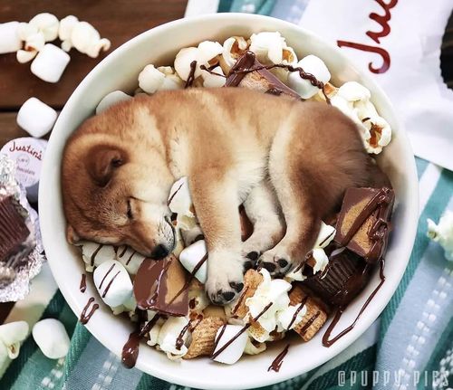 给狗狗做什么点心好