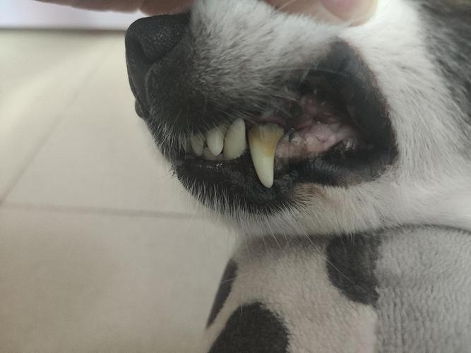 狗狗牙齿变黑怎么回事