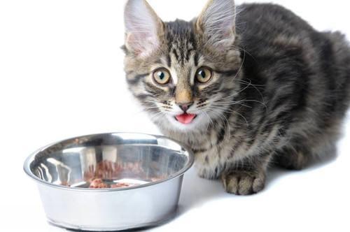 猫咪什么肝不能吃什么