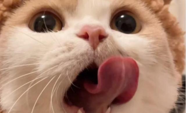 猫咪为什么老是舔人