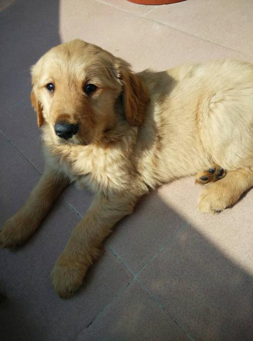 纯种金毛母犬什么样子
