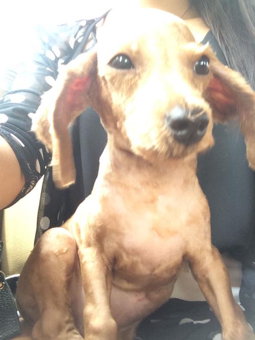 狗狗的毛为什么变硬