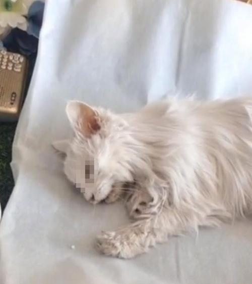 猫咪死后怎么办