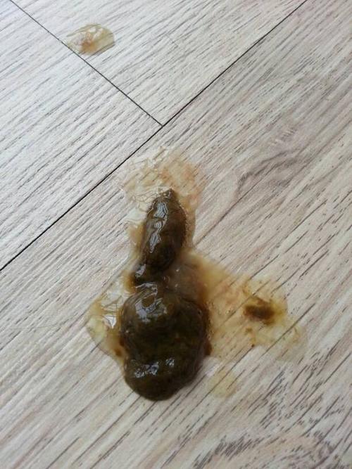 小狗拉屎很臭是什么原因