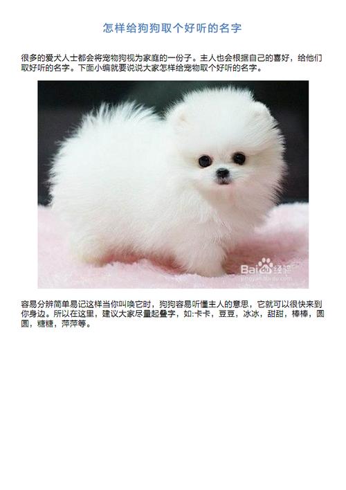 跟狗狗取什么名字