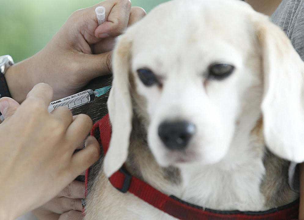 狗狗打的三针是什么疫苗