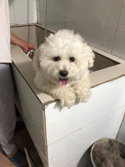 比熊幼犬怎么洗澡