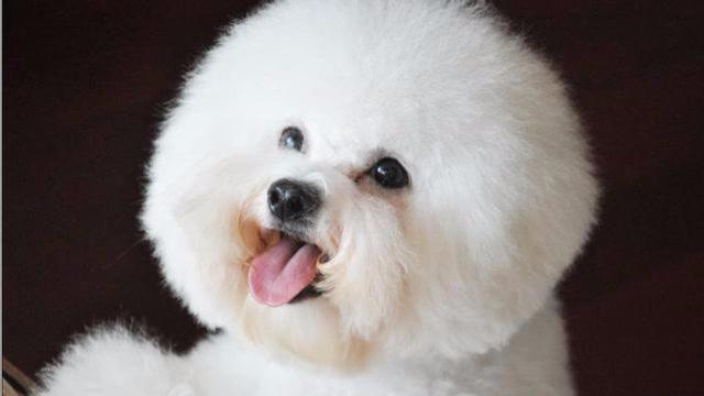 比熊发炎吃什么