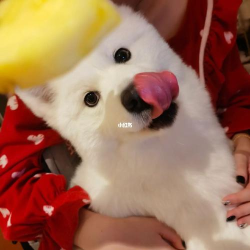 萨摩生产完可以吃什么水果