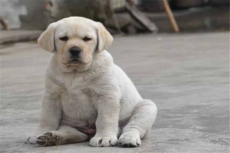 拉布拉多幼犬细小打什么药