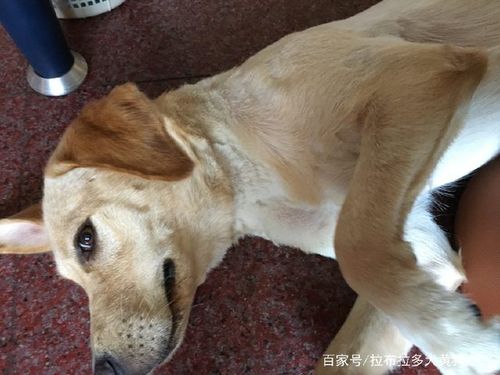小狗后腿抖是怎么回事