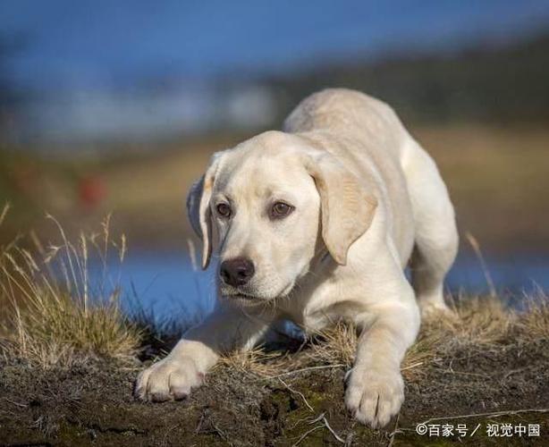 买狗狗什么季节好