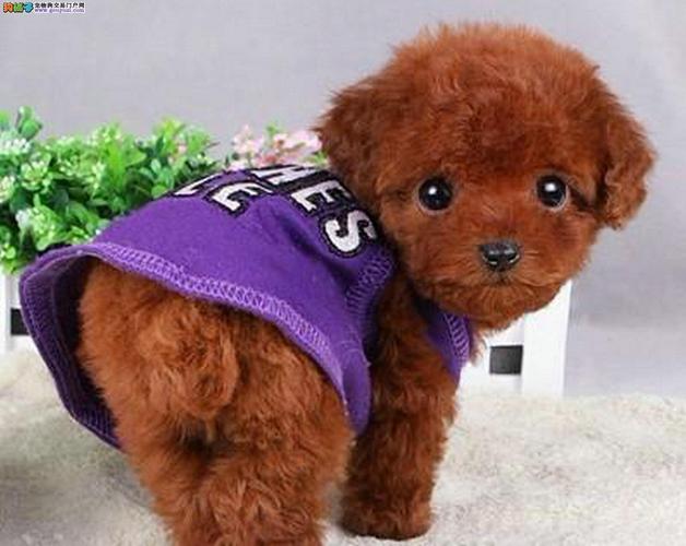 泰迪狗幼犬怎么驱虫