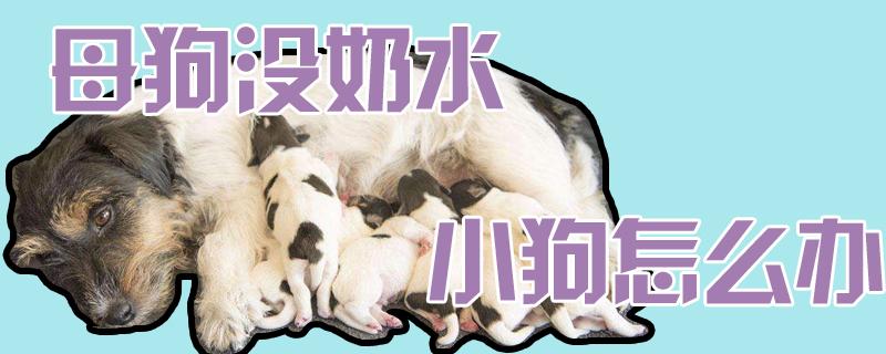 狗狗吃什么下奶水
