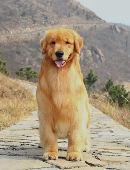 金毛犬幼犬能吃什么