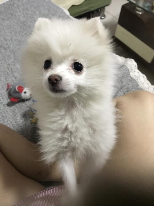 博美狗感冒了怎么办