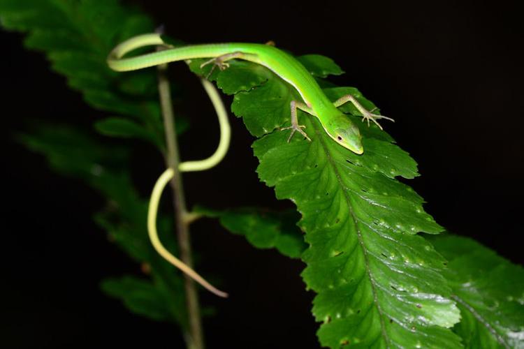 绿色宠物蜥蜴有什么品种