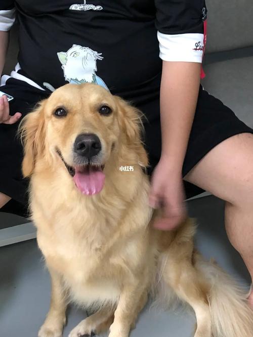 金毛节育什么意思