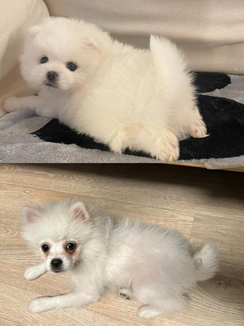 小博美为什么爱吃蛋黄