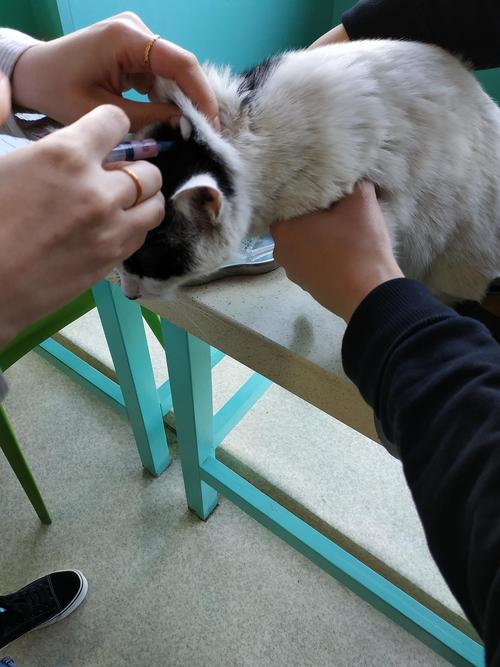 猫打疫苗起包了怎么办